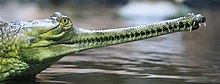 Indyjski gharial, pokazujący ten sam zazębiający się kształt końcówek pyska spinozaurydów