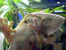 A gecko scales a glass wall.