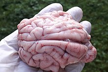 Brain