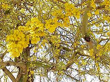Flores de Geoffroea decorticans  