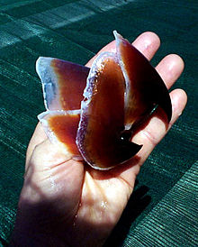 Parrot beak-like jaws of a giant squid