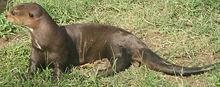 Nutria gigante