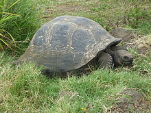Tartaruga Galápagos na Ilha de Santa Cruz, Galápagos