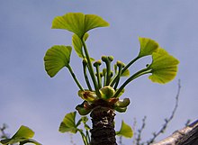 Megasporophyll on Ginkgo biloba