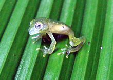 Cochranella albomaculata de Costa Rica