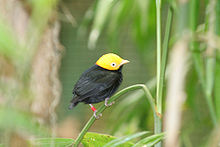 Kultapäinen manakin (Pipra erythrocephala)  