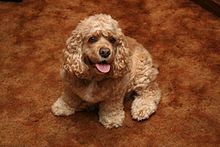 Amerikaanse Cocker Spaniel met kortere vacht, thuis  