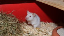 A golden hamster with albinism