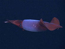 Armhaken-Tintenfisch Gonatus fabricii