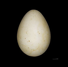 Eudyptes chrysolophus  