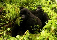 Mountain gorillas in Virunga National Park