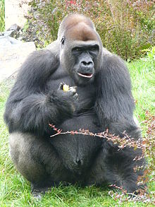 Gorilla: Feelings of happiness triggered by the pleasant taste of the food promote the behaviour of food intake as an additional stimulus.