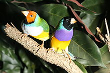 Gouldiafinkit (Erythrura gouldiae)  