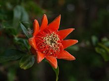 terminal flower