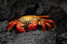 Grapsus grapsus, Galápagos.