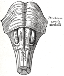 Lower brain stem with pons and medulla oblongata