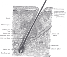 Gray's Anatomy'den bir saç folikülü diyagramı (büyütmek için resme sağ tıklayın).