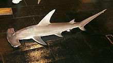 Habitus of the Great Hammerhead