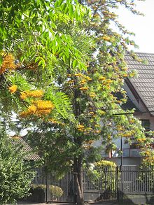 Grevillea un árbol de la calle  