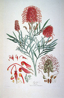 Grevillea de Banks  