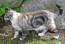 Grey Classic tabby, der viser bullseye-mønsteret  