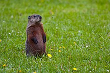 Woodchuck in Minneapolis