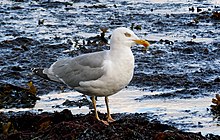 Herring gull