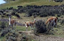 Guanacos - a wild form of the llama