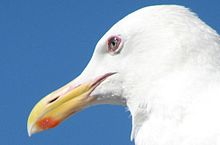 Seagull