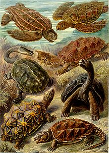 "Chelonia" (Testudines) fra Ernst Haeckel's Kunstformen der Natur, 1904.