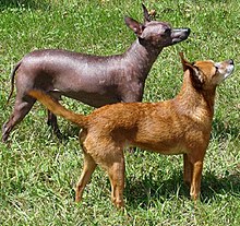 Xoloitzcuintles ilma ja koos juustega.