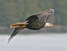 En Bald Eagle flyger, i Alaska