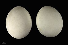 Haliaeetus leucocephalus