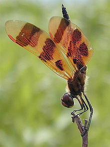 Celithemis eponina в позе обелиска.