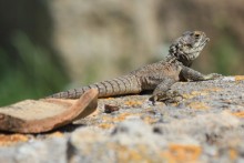 Hardunes are widespread in Cyprus