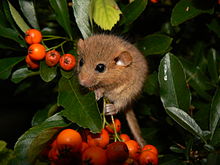 Ghiro nocciola