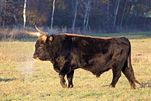 Sapi Heck terlihat mirip dengan Aurochs