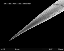 Spine in scanning electron microscope ("SEM"), 20 × magnification