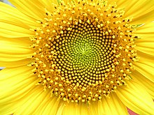 Sonnenblumenkopf mit Blüten in Spiralen von 34 und 55 um die Außenseite
