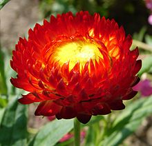 Een oranje-rood gebloemde variëteit