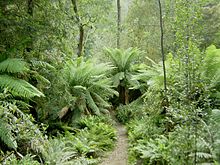 Pădurea tropicală temperată din defileul Hellyer Gorge din Tasmania