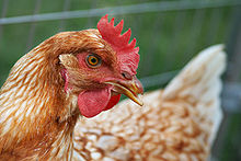 Hen with docked beak
