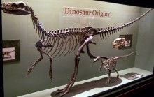 Skelet van Herrerasaurus en Eoraptor  