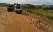 Safari