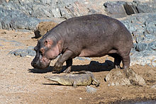 Hippo and Nile crocodile in the Serengeti National Park in Tanzania