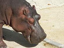 Hipopotamas Lisabonos zoologijos sode