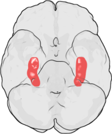 Figure 1: Location of the hippocampi (red) in the human brain: view from below (the forehead is at the top of the image).