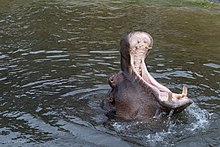 The ripped mouth of a hippopotamus