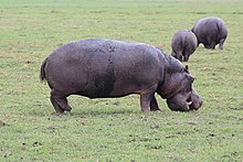 Grazing hippo in Chobe National Park, Botswana