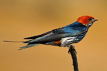 Raidallinen pääsky (Cecropis abyssinica)  